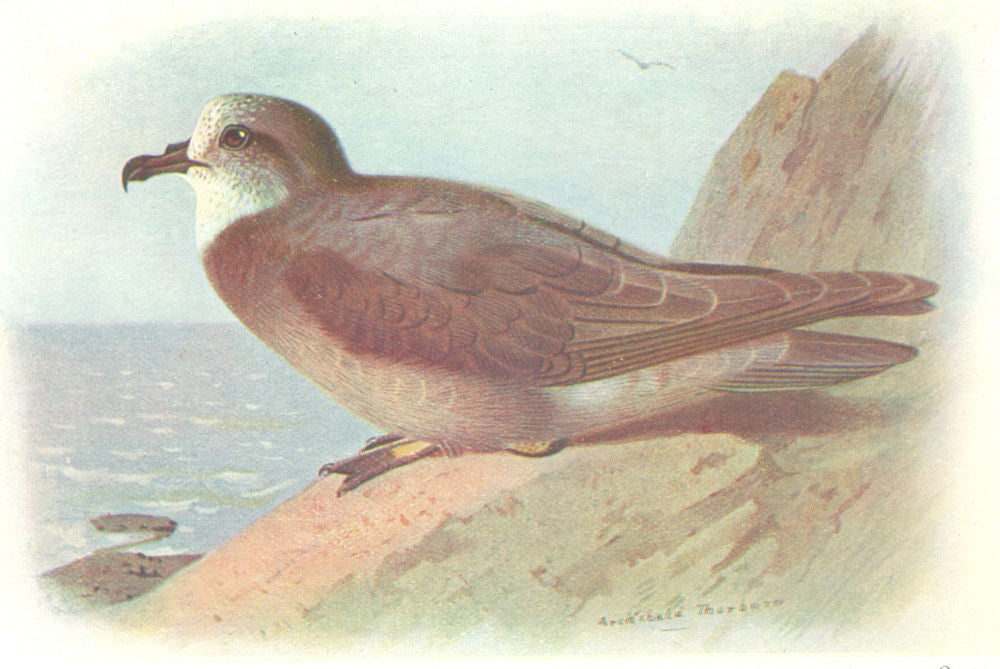 BRITISH BIRDS. Collared Petrel. THORBURN 1925 old vintage print picture